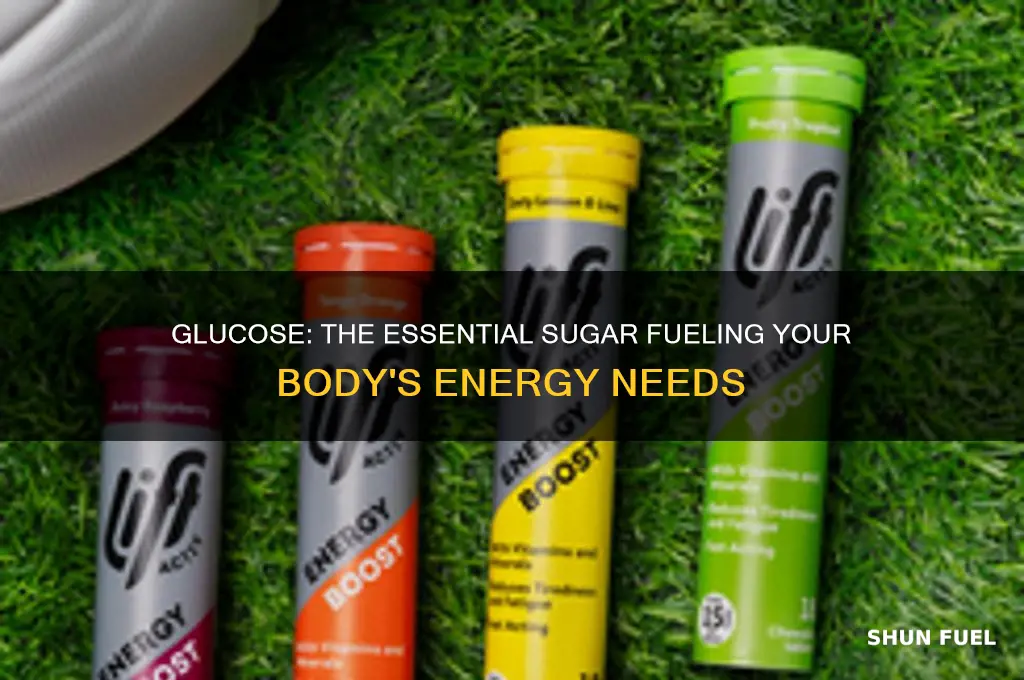what is the sugar the body uses as fuel