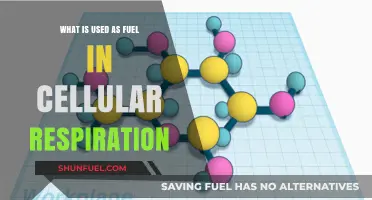 Unveiling the Energy Source: What Fuels Cellular Respiration in Cells?