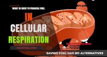 Mitochondria's Role: Processing Fuel in Cellular Respiration Explained