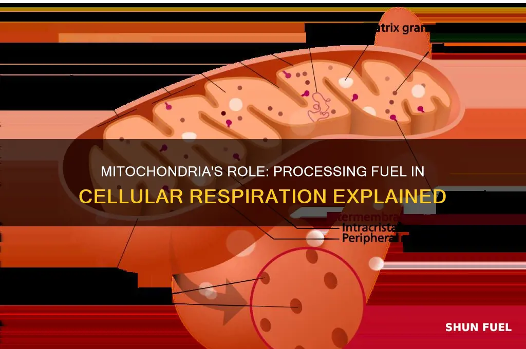 what is used to process fuel in cellular respiration