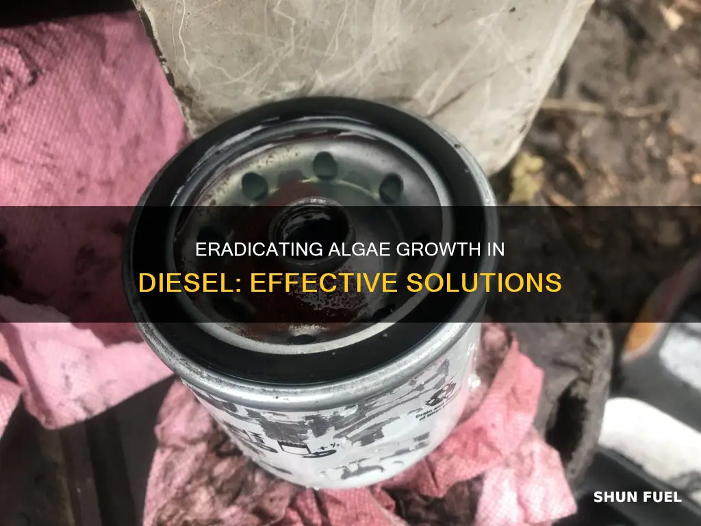 what kills algae in diesel fuel
