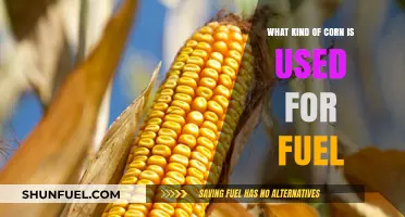 Exploring the Corn Varieties Powering Biofuel Production and Energy