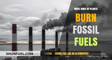 Do Plants Burn Fossil Fuels? Unraveling the Myth and Facts