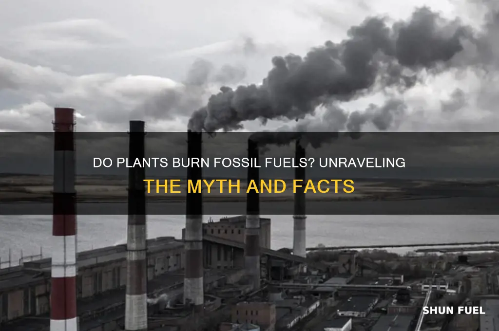 what kind of plants burn fossil fuels