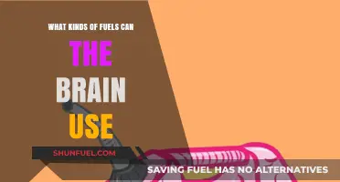Brain Fuel: Exploring the Diverse Energy Sources Powering Our Minds
