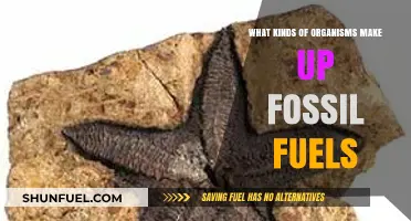 The Ancient Origins of Fossil Fuels: Organisms That Powered Our World
