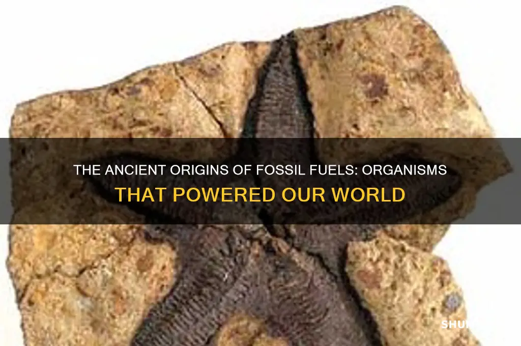 what kinds of organisms make up fossil fuels