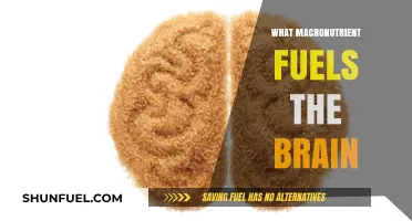 Brain Power: Unveiling the Essential Macronutrient for Cognitive Function