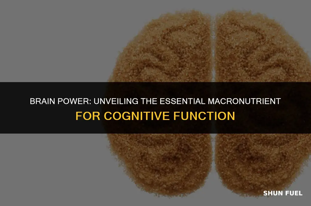 what macronutrient fuels the brain