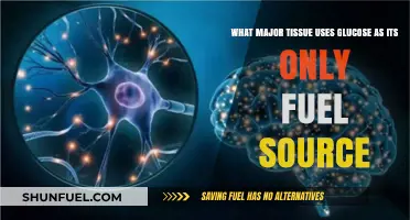 Brain Tissue: The Exclusive Glucose-Dependent Organ for Energy