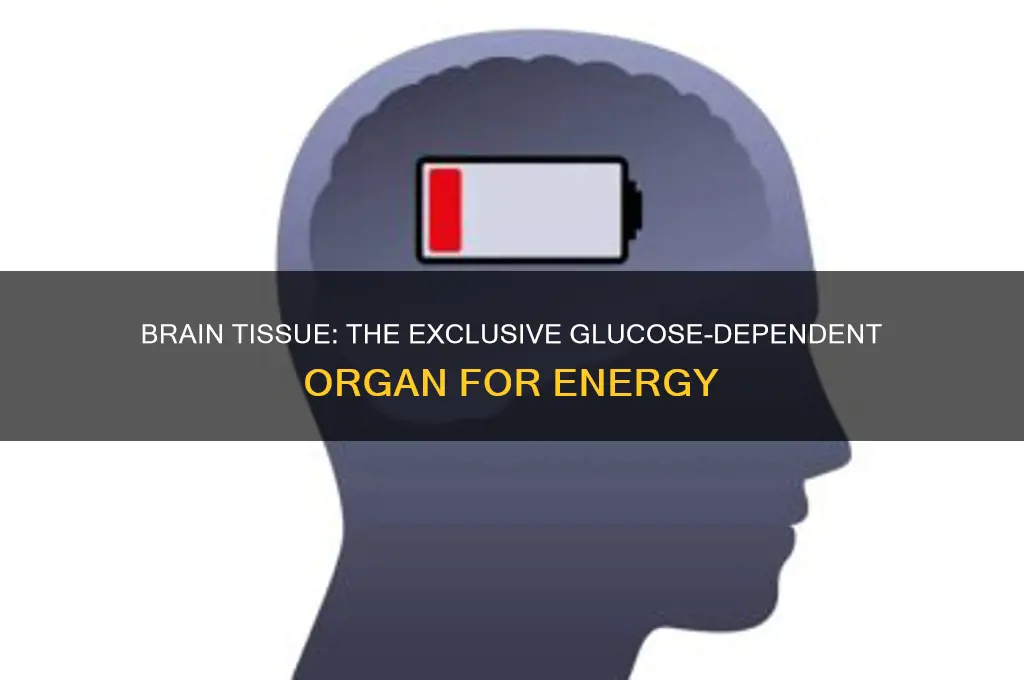what major tissue uses glucose as its only fuel source