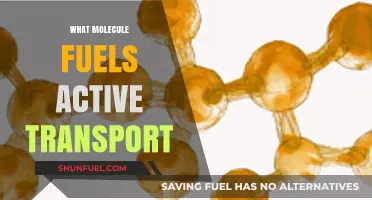 Unlocking Cellular Energy: The Molecule Powering Active Transport