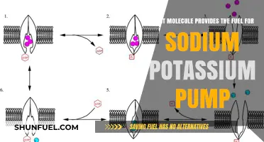 ATP Powers the Sodium-Potassium Pump: Essential Molecule for Cellular Function