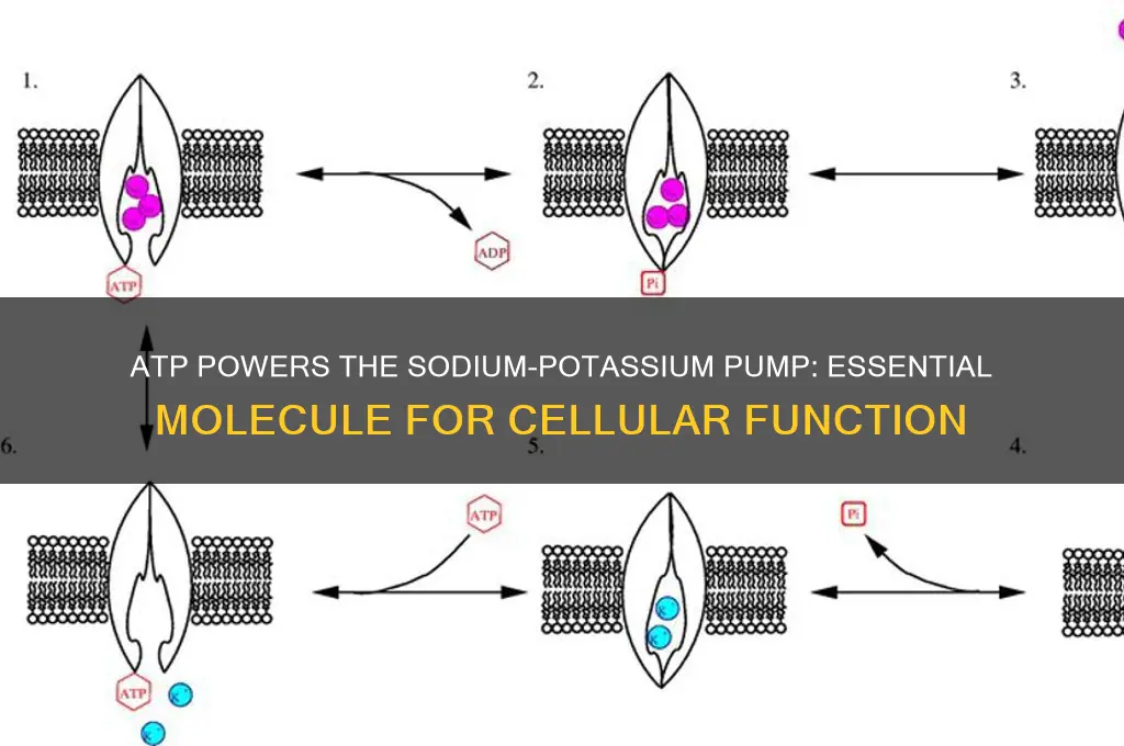 what molecule provides the fuel for sodium potassium pump
