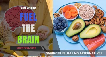 Essential Nutrients That Power Your Brain: A Comprehensive Guide