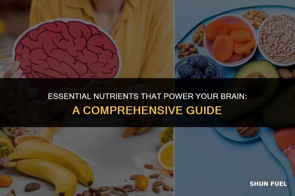 what nutrient fuel the brain