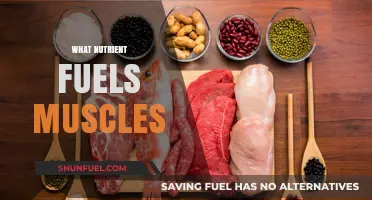 Unleashing Muscle Power: The Essential Nutrient Guide