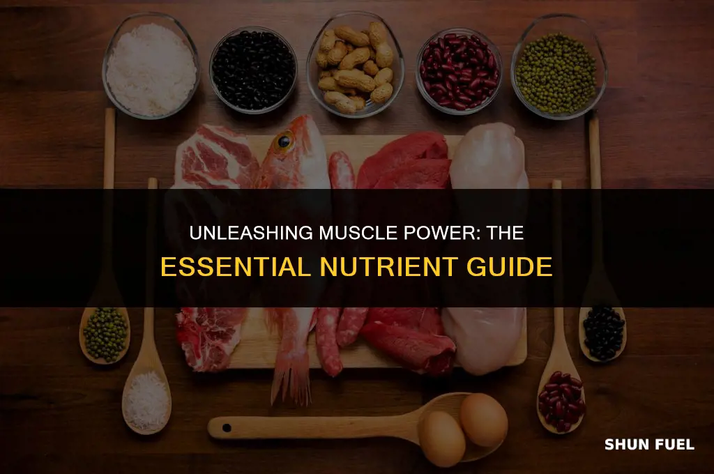 what nutrient fuels muscles