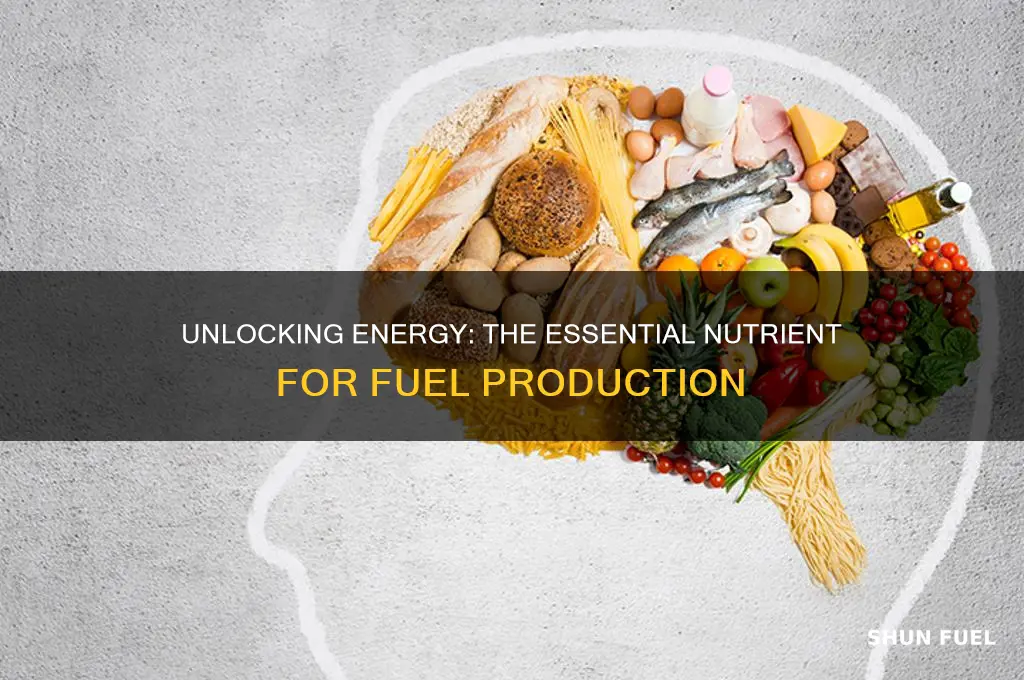 what nutrient is used by the body to produce fuel