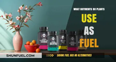 Essential Nutrients Plants Use as Fuel for Growth and Energy