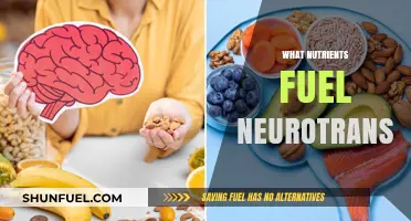 Brain Food: Nutrients That Power Neurotransmitters