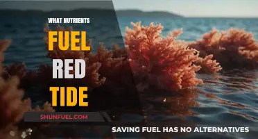 Unveiling the Nutrient Culprits Behind Red Tide Phenomena