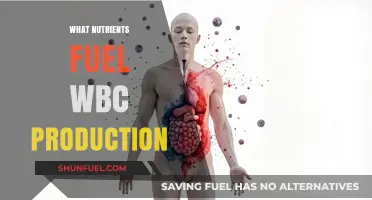 Essential Nutrients to Boost White Blood Cell Production