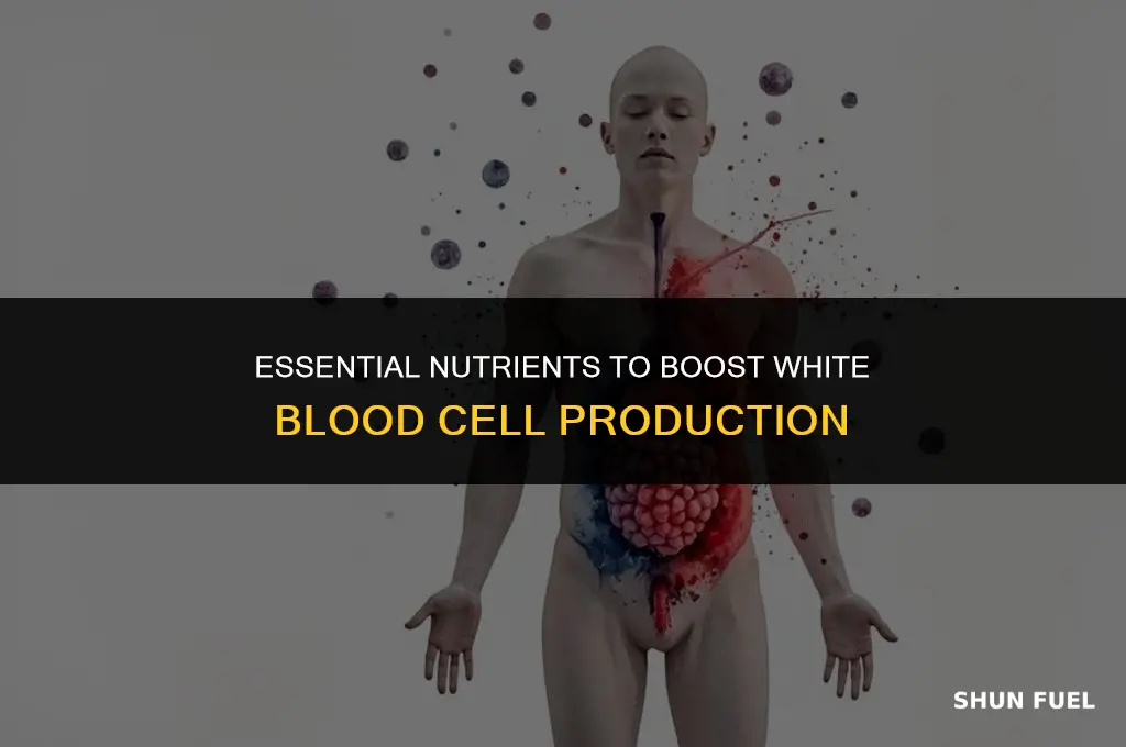 what nutrients fuel wbc production