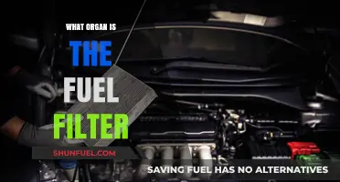 Fuel Filter: Which Organs Does It Affect?