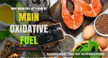 Heart's Energy Source: Fatty Acids as Primary Oxidative Fuel Explained