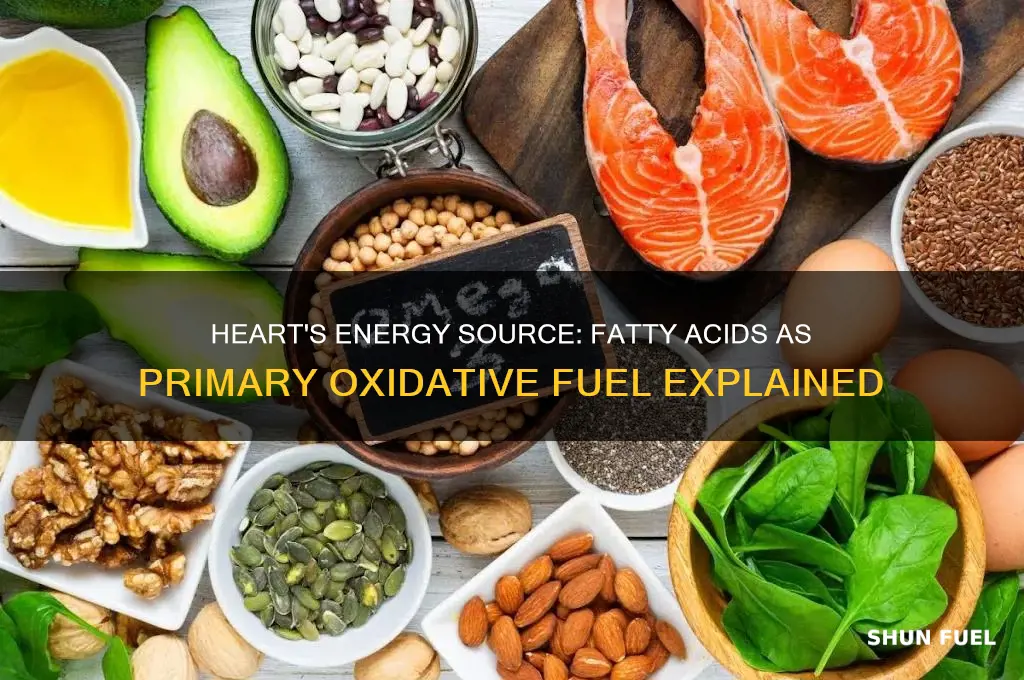 what organ uses fatty acids as main oxidative fuel