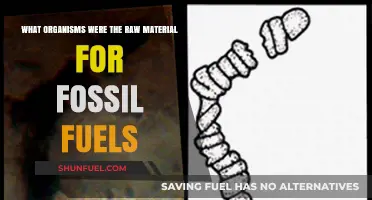 Ancient Organisms: The Surprising Origins of Fossil Fuels Explained