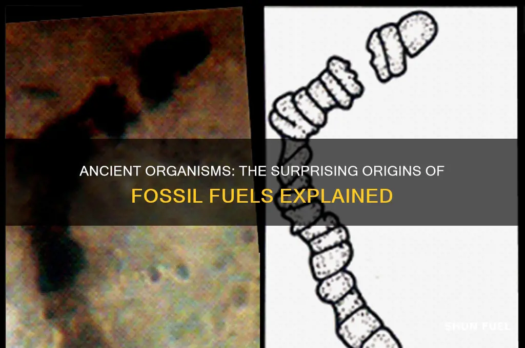what organisms were the raw material for fossil fuels