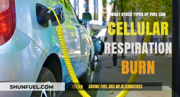 Beyond Glucose: Exploring Alternative Fuels for Cellular Respiration