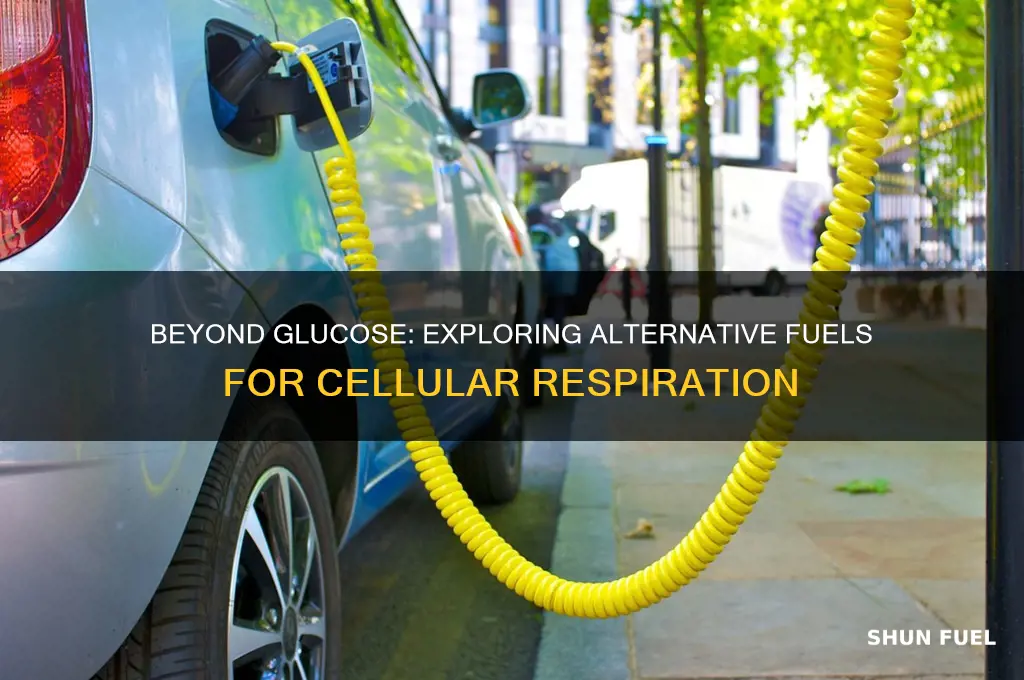 what other types of fuel can cellular respiration burn