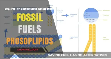 Decaying Molecules: How Phospholipids Contribute to Fossil Fuel Formation