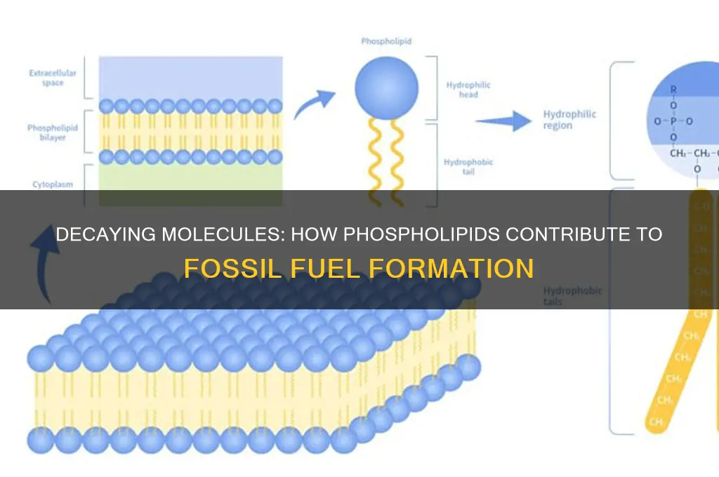 what part of a decoposed molecule forms fossil fuels phosoplipids