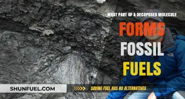 How Decomposed Organic Molecules Create Fossil Fuels: Key Components Explained