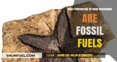 Exploring the Link Between Fossil Fuels and Ancient Organisms