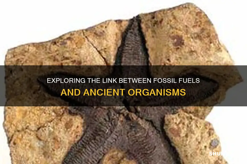 what percentage of dead organisms are fossil fuels