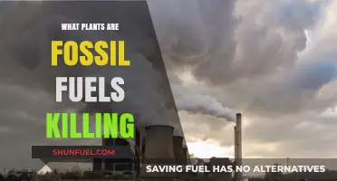 Fossil Fuels' Deadly Impact: Plants Endangered by Emissions and Extraction
