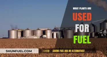 Sustainable Energy Sources: Exploring Plants Used as Fuel Alternatives