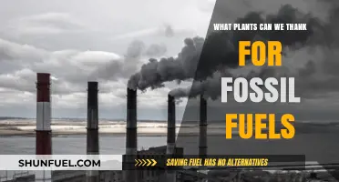 Ancient Plants That Powered the World: Fossil Fuel Origins Explained