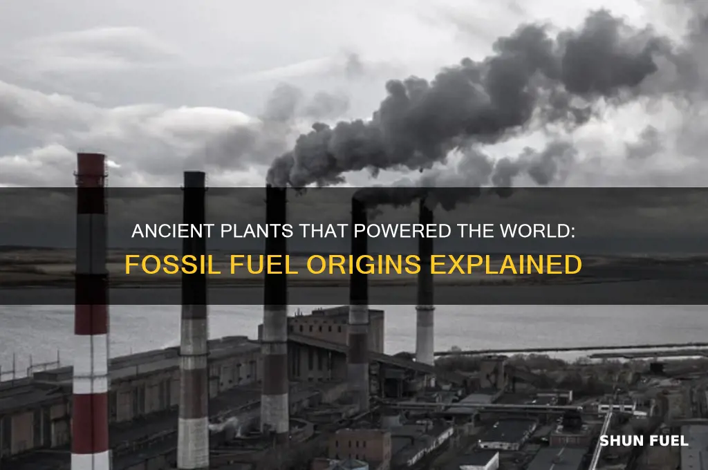 what plants can we thank for fossil fuels