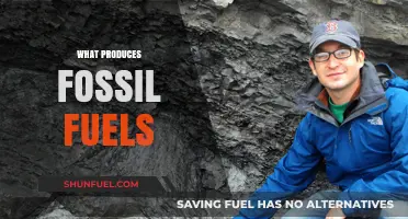 How Ancient Organisms and Geological Processes Create Fossil Fuels
