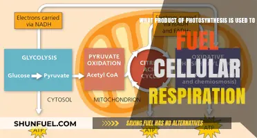 Photosynthesis' Glucose: The Essential Fuel for Cellular Respiration Explained
