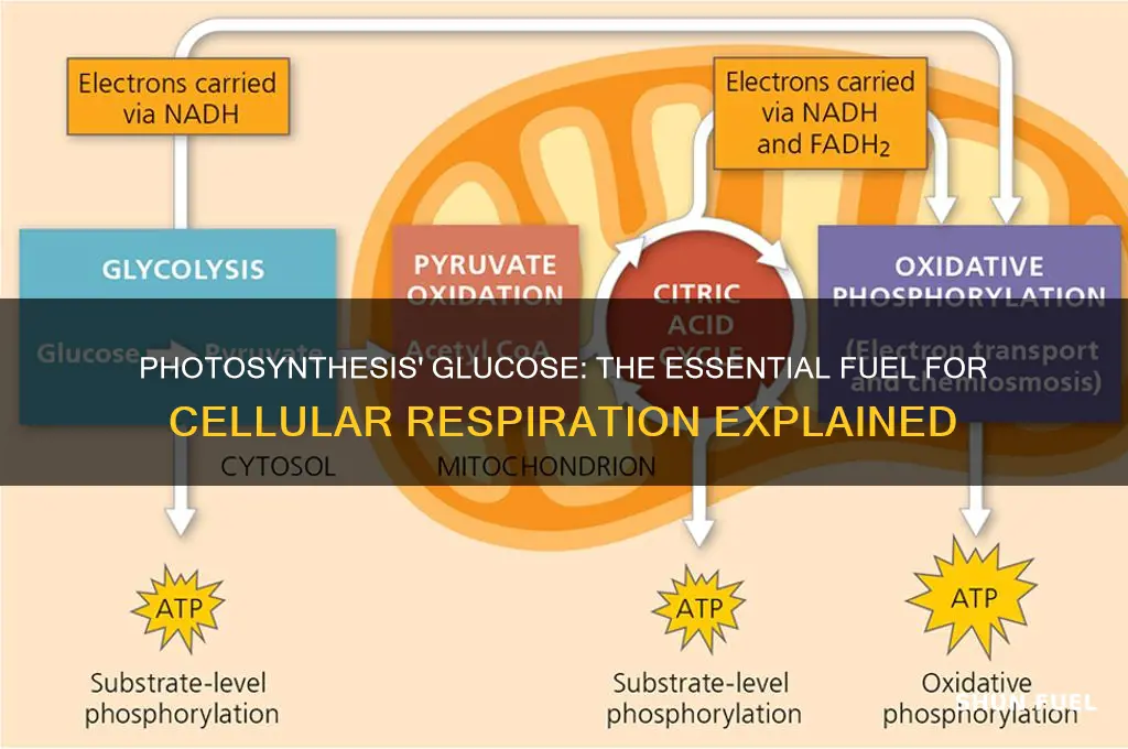 what product of photosynthesis is used to fuel cellular respiration