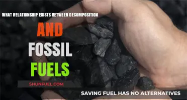 Decomposition's Role in Fossil Fuel Formation: Uncovering the Ancient Connection