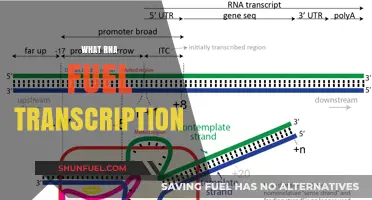 Unveiling the Power of RNA Fuel in Transcription: A Breakthrough in Gene Expression