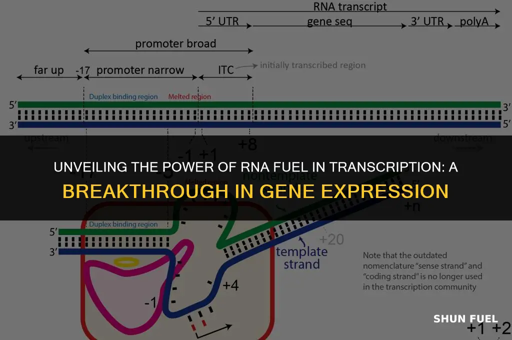 what rna fuel transcription